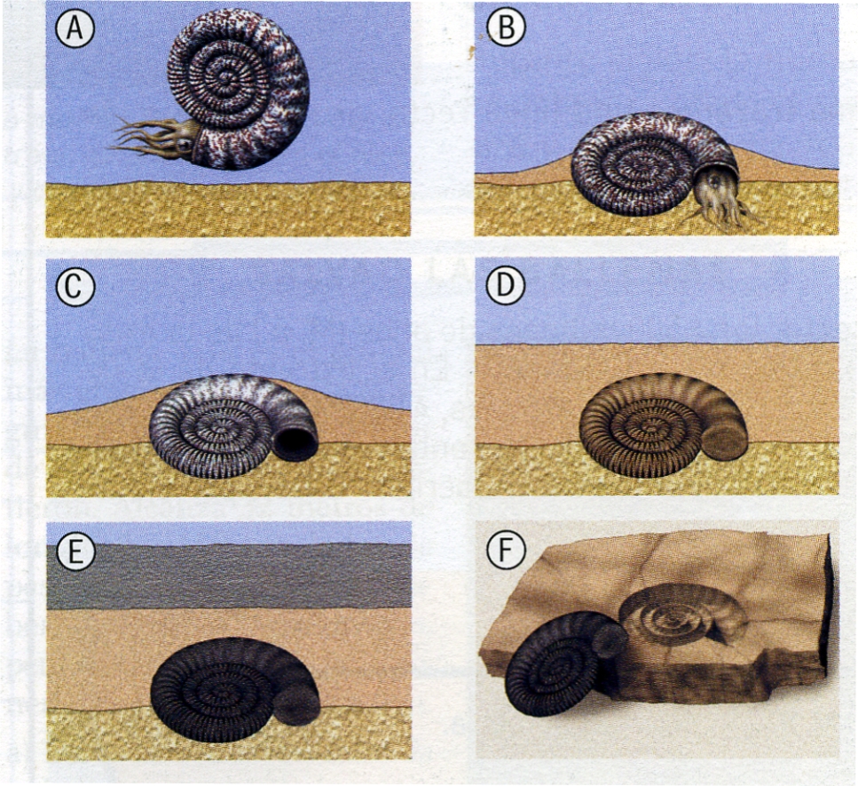 Formación de fósiles. En la imagen vemos el proceso de formación de un fósil.