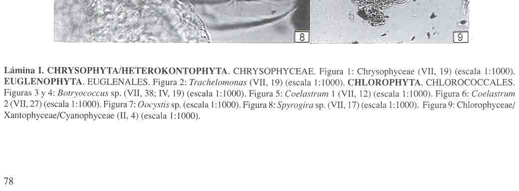 BEATRIZ LUDLOW- WIECHERS, LUCÍA ALMEIDA-LEÑERO y Y OKO SUGIURA " Lámina l. CHRYSOPHYTA/HETEROKONTOPHYTA.CHRYSOPHYCEAE. Figura 1: Chrysophyceae (VII, 19) (escala 1:1000). EUGLENOPHYTA. EUGLENALES.