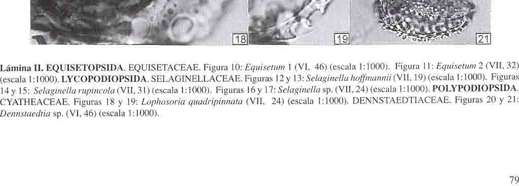 P ALINOMORFOS DEL HOLOCENO DE LA CUENCA ALTA DEL RÍO LERMA Lámina 11. EQUlSETOPSIDA. EQUISETACEAE. Figura 10: Equisetum 1 (VI, 46) (escala 1:1000). Figura 11: Equisetum 2 (VII, 32) (escala 1:1000).