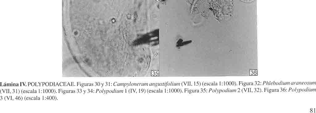 P ALINOMORFOS DEL HOLOCENO DE LA CUENCA ALTA DEL RÍO LERMA Lámina IV. POLYPODIACEAE. Figuras 30 y 31: Campylonerum angustifolium (VII, 15) (escala 1:1000).