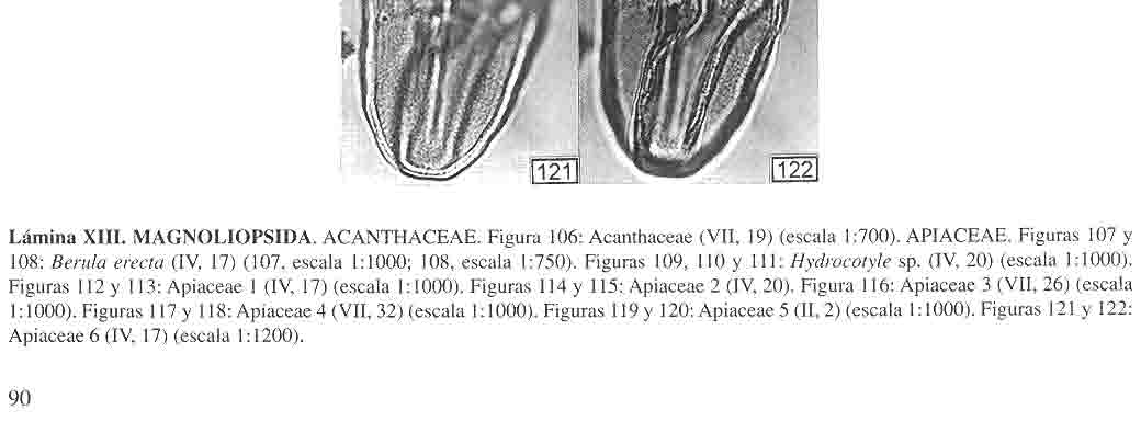BEATRIZ LUDLOw- WIECHERS, LUCÍA ALMEIDA-LEÑERO y Y OKO SUGIURA Lámina XIII. MAGNOLIOPSIDA. ACANTHACEAE. Figura 106: Acanthaceae (VII, 19) (escala 1:700). APIACEAE.