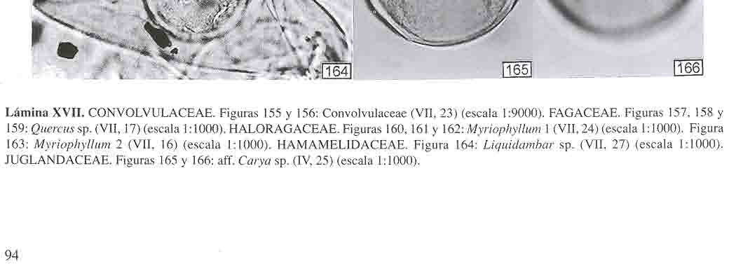 BEATRIZ LUDLOw- WIECHERS, LUCÍA ALMEIDA-LEÑERO y Y OKO SUGIURA ~ ~,~.' i1 ] Lámina XVII. CONVOLVULACEAE. Figuras 155 y 156: Convolvulaceae (VII, 23) (escala 1:9000). FAGACEAE.