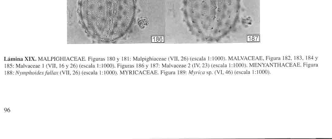 BEATRIZ LUDLOw- WIECHERS, LUCÍA ALMEIDA-LEÑERO y Y OKO SUGIURA Lámina XIX. MALPlGHIACEAE. Figuras 180 y 181: Malpighiaceae (VII, 26) (escala 1:1000).