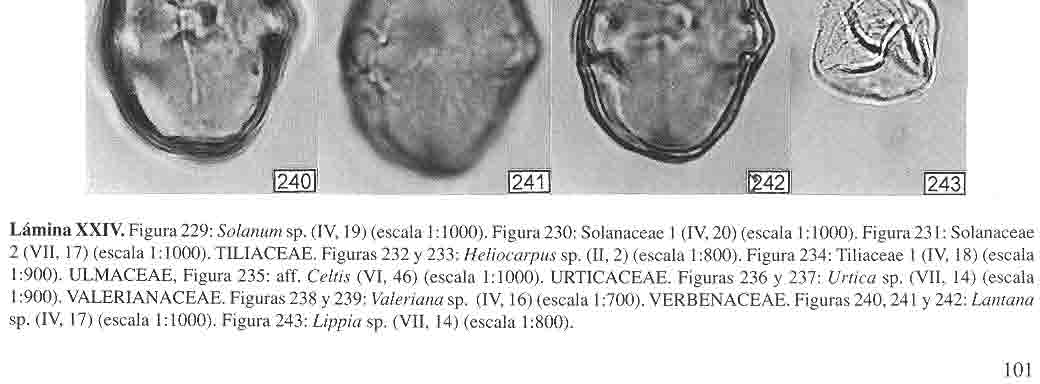 P ALINOMORFOS DEL HOLOCENO DE LA CUENCA ALTA DEL RÍO LERMA Lámina XXIV. Figura 229: Solanum sp. (IV, 19) (escala 1: 1000). Figura 230: Solanaceae 1 (IV, 20) (escala 1:1000).