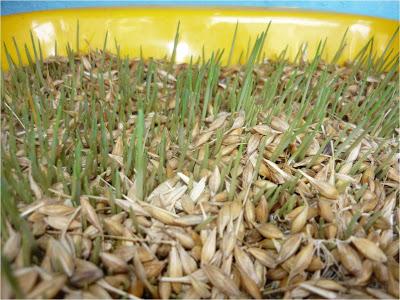CULTIVO Primero se debe remojar los granos del cereal a cultivar; este remojo debe tener una duración de 12 14 horas para ablandar la cáscara de las semillas y favorecer la germinación.