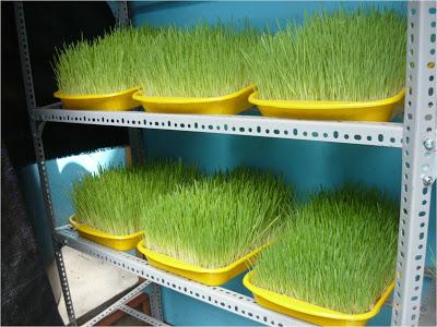 Bandejas de forraje verde germinado creciendo en un lugar oscuro Al cabo de dos semanas o 15 días cuando el forraje tenga una altura de 20 25 cm.