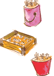 El almácigo se puede hacer en cajones de fruta, envases de plástico, latas usadas, maceteros, etc.