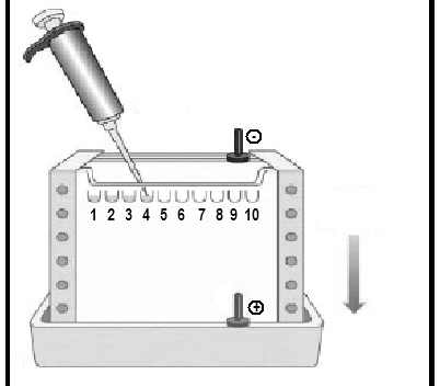 14. Descongelar las muestras, colocar el volumen que se calculó en un tubo de microfuga y a ese volumen añadirle amortiguador de muestra.