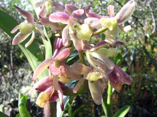 A A1 B B1 C D E F G H I J K Foto 12. Orquídeas colectadas, registradas y manejadas en el Orquideario Comunitario de Peribuela; Transecto Nº 3, rango altitudinal 3121-3135 m.s.n.m. A: Epidendrum sp.