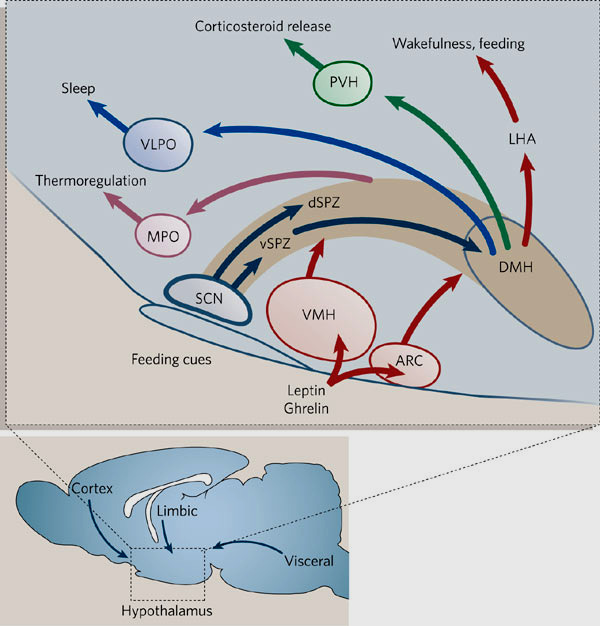Los ciclos sueño-vigilia siguen un ritmo circadiano El n. supraquiasmático proyecta principalmente a regiones supraventriculares y el Hipot. Dorsomedial.