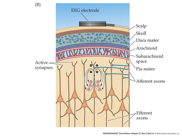 EL EEG Y ACTIVACIÓN CEREBRAL El EEG es producto de la actividad sináptica a nivel poblacional de las neuronas piramidales de la corteza.