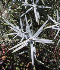 Juniperus oxicedrus Foto general Enebro albar Hoja: entera Forma: lanceoladas Borde: liso Están en verticilos (pisos), de 3 en 3, y tienen dos líneas