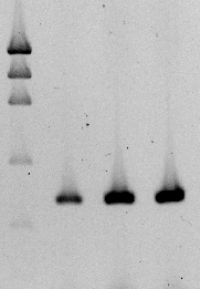 245pb 268 pb 1 2 3 4 5 6 7 8 9 Figura 6.- Electroforesis de los productos de PCR en sangre periférica, expectoración TB positiva y negativa en gel de agarosa.