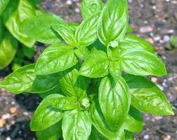 Albahaca: hojas sanas y limpias, frescas o desecadas del Ocymun basilicum L variedad grande y pequeña.
