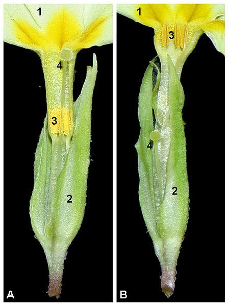 Distilia en Primula vulgaris. Las flores Pin (A) presentan los filamentos de los estambres cortos y los pistilos largos.