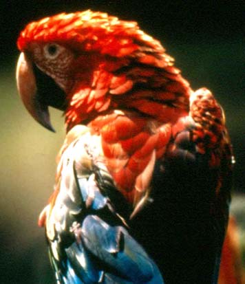 (Falco peregrinus), que se distribuyen en los espacios acuáticos, las sabanas y los bosques (MARN, 2001).