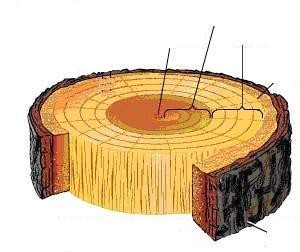 MATERIALES DE USO TECNICO: LA MADERA Y SUS DERIVADOS La naturaleza de la madera La madera es una.