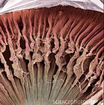 Procesos ciliares: son protuberancias o pliegues de la cara interna del cuerpo ciliar que contienen capilares