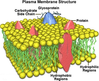 Niveles de organización de la vida Unión de átomos produce macromoléculas Moléculas + macromoléculas produce el citoplasma o matriz citoplasmática Tejidos fundamentales: epitelial conjuntivo muscular