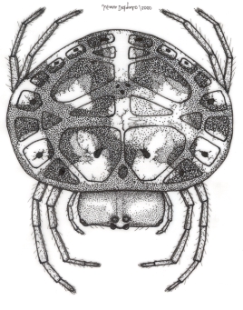 130- La familia Araneidae en el departamento del Meta, Colombia Gilede y Bello and Wagneriana (Araneae: Araneidae) Bull. Mus. Comp. Zool. 152(6):363-415 Levi, H.