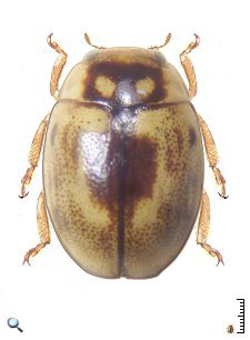 RESULTADOS Los biocontroladores presentes en el cultivo de la alfalfa fueron: Predadores INSECTOS - Orden Coleoptera - Familia Coccinellidae (vaquitas predadoras de pulgones) Fig. 1.