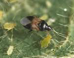 - Orden Coleoptera - Familia Carabidae (Predador de larvas de lepidópteros) Fig. 9. Adulto de Calosoma sp. - Orden Hemiptera Familia Pentatomidae Fig. 10. Chinches Podisus sp.