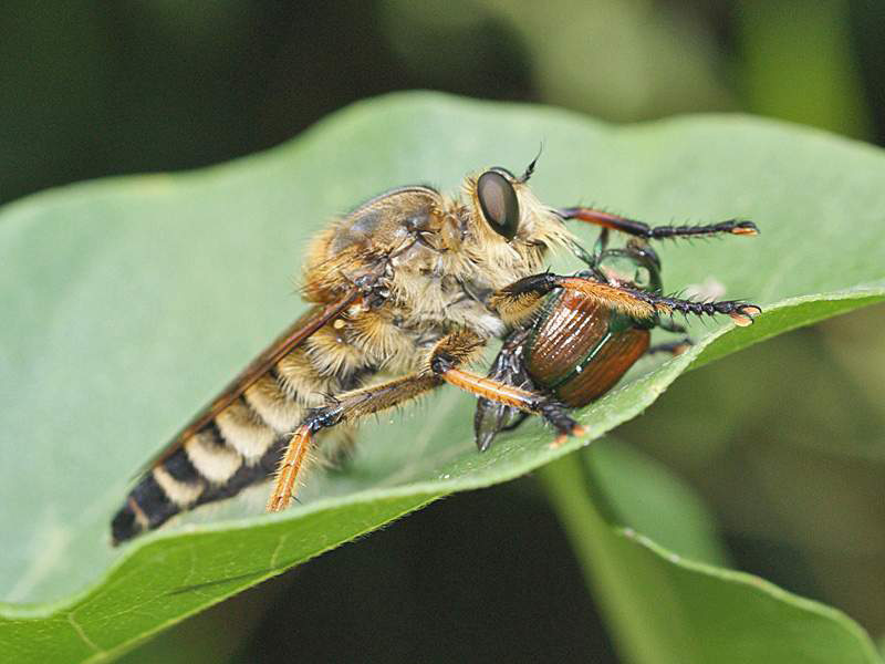 - Orden Hemiptera Familia Nabiidae Fig. 12. Adulto de Nabis sp.