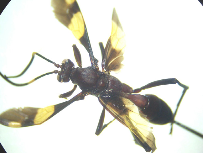 Parasitoides Orden Diptera Familia Tachinidae Fig. 23. Adulto de la familia Tachinidae, parasitoide de orugas de lepidópteros. Orden Hymenoptera Familia Braconidae Fig. 24.