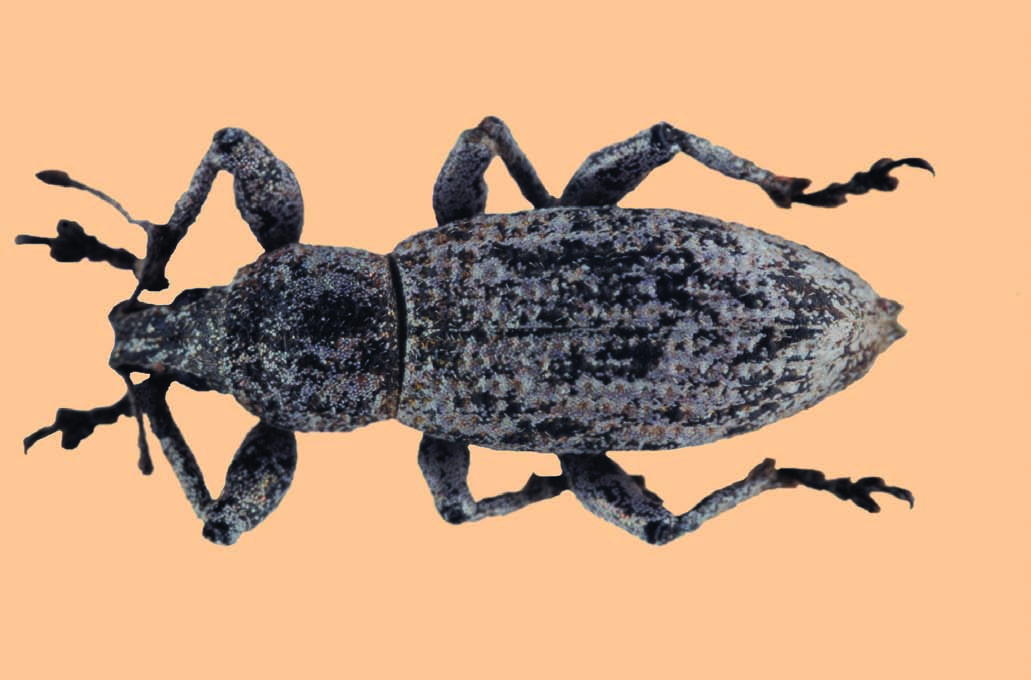 Geonemus caudulatus Fairmaire, 1891 Nombre común: No existe Tipo: Arthropoda / Clase: Insecta / Orden: Coleoptera / Familia: Curculionidae Categoría UICN para España: VU B2ab(ii,iii) Categoría UICN