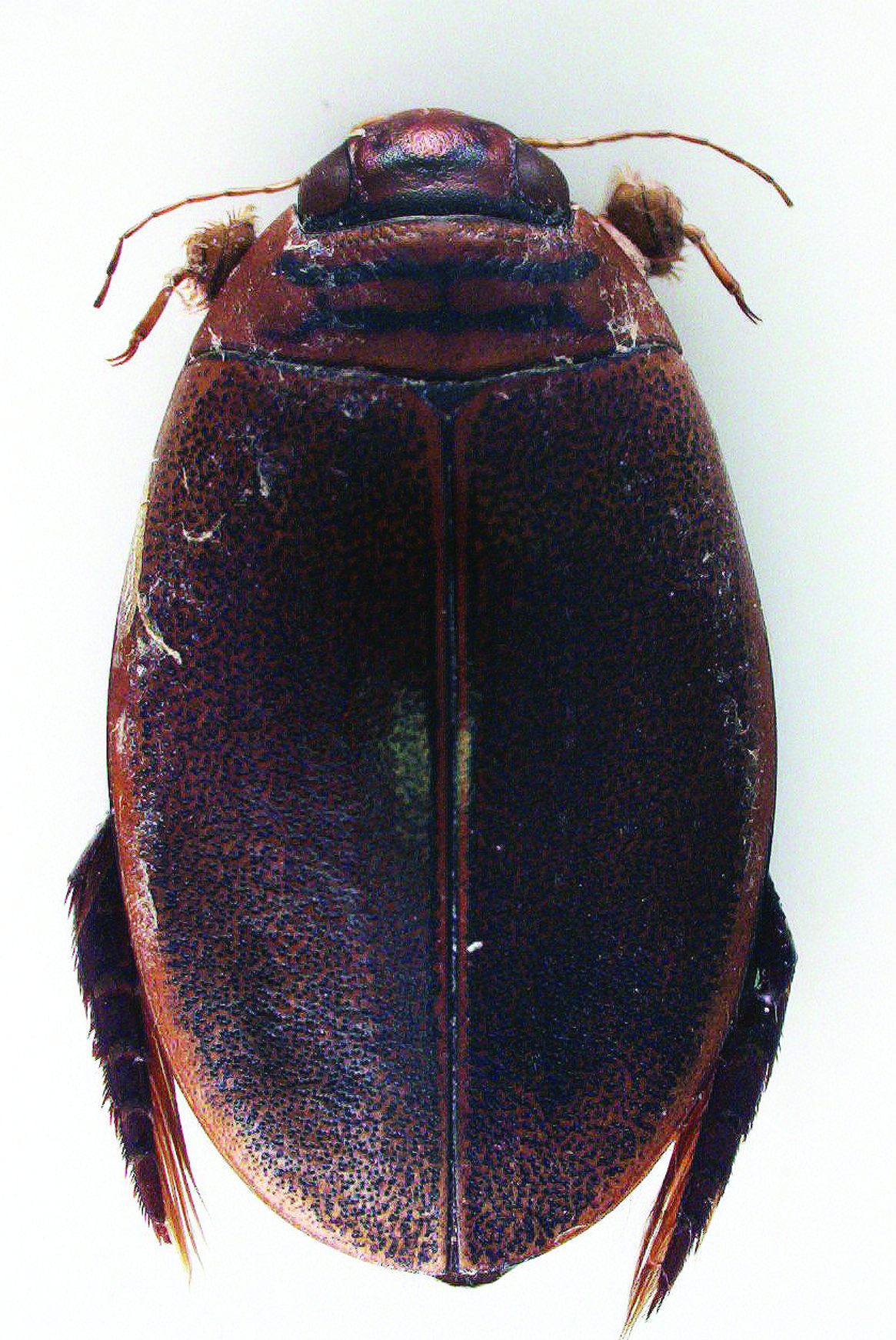 Acilius (Homoeolytrus) duvergeri Gobert, 1874 Nombre común: No existe Tipo: Arthropoda / Clase: Insecta / Orden: Coleoptera / Familia: Dystiscidae Categoría UICN para España: VU B2ab(ii,iii,iv) Foto: