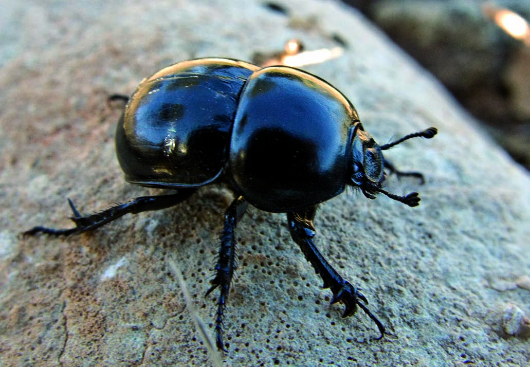 Thorectes valencianus (Baraud, 1966) Nombre común: No existe Tipo: Arthropoda / Clase: Insecta / Orden: Coleoptera / Familia: Geotrupidae Categoría UICN para España: VU B2ab(ii,iii) Categoría UICN