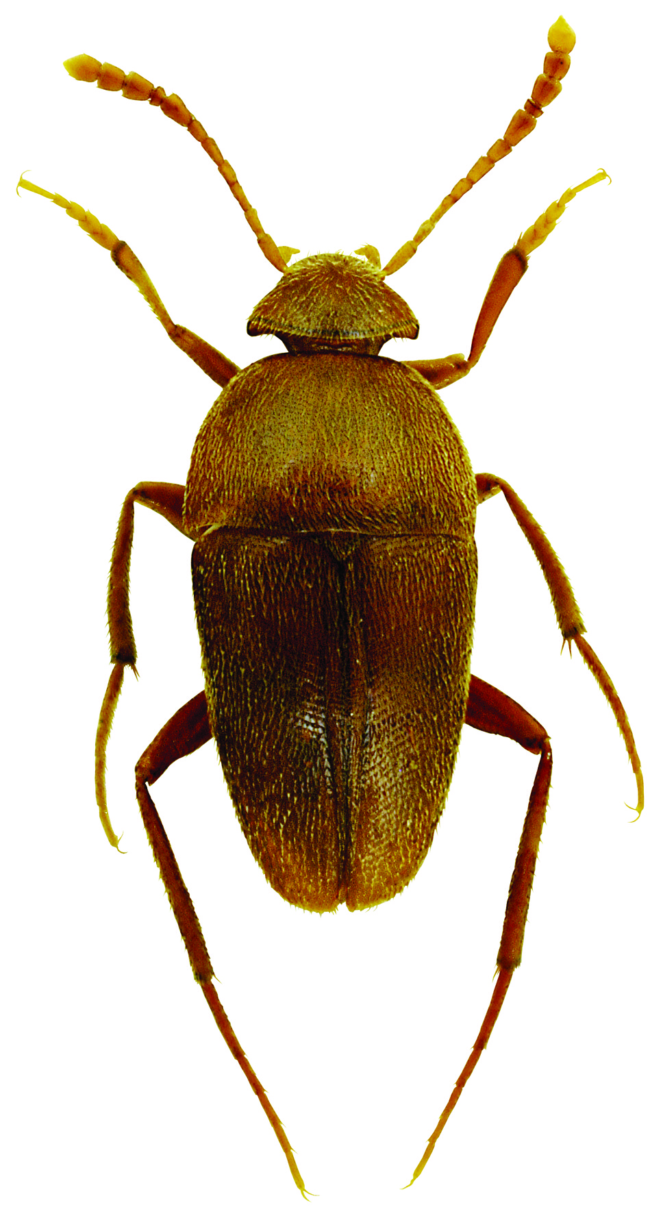 Ptomaphagus troglodytes blas y Vives, 1983 nombre común: no existe tipo: arthropoda / clase: Insecta / Orden: coleoptera / familia: Leiodidae categoría UIcn para españa: VU b1ab(iii)+2ab(iii)