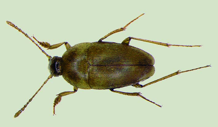 Quaestus (Speogeus) littoralis Salgado, 1999 nombre común: escarabajo de las cuevas tipo: arthropoda / clase: Insecta / Orden: coleoptera / familia: Leiodidae categoría UIcn para españa: VU d2