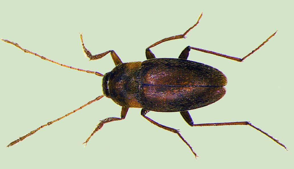 Speocharidius (Kobiella) galani español, 1970 nombre común: escarabajo de las cuevas tipo: arthropoda / clase: Insecta / Orden: coleoptera / familia: Leiodidae categoría UIcn para españa: VU d2