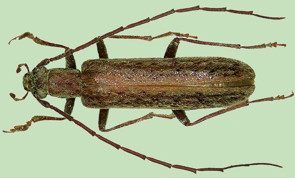 Sparedrus lencinae Vázquez, 1988 Nombre común: No existe Tipo: Arthropoda / Clase: Insecta / Orden: Coleoptera / Familia: Oedemeridae Categoría UICN para España: VU d2 Categoría UICN Mundial: NE