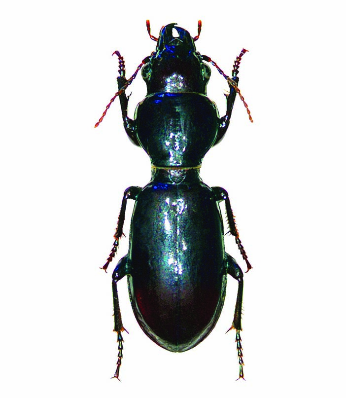 Broscus uhagoni Bolívar, 1912 Nombre común: No existe Tipo: Arthropoda / Clase: Insecta / Orden: Coleoptera / Familia: Carabidae Categoría UICN para España: VU B1ab(iii)c(iii) Categoría UICN Mundial: