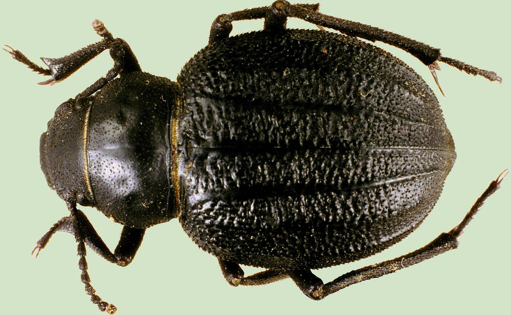 Pimelia modesta Herbst, 1799 Nombre común: No existe Tipo: Arthropoda / Clase: Insecta / Orden: Coleoptera / Familia: Tenebrionidae Categoría UICN para España: VU b2ab(ii,iii) Categoría UICN Mundial: