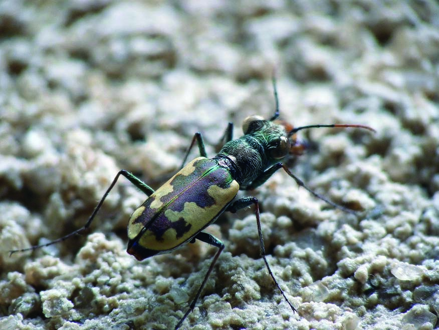 Cephalota (Taenidia) deserticoloides (Codina, 1931) Nombre común: No existe Tipo: Arthropoda / Clase: Insecta / Orden: Coleoptera / Familia: Carabidae Categoría UICN para España: VU