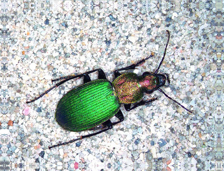 Dinodes (Iberodinodes) baeticus rambur, 1837 Nombre común: No existe Tipo: Arthropoda / Clase: Insecta / Orden: Coleoptera / Familia: Carabidae Categoría UICN para España: VU b1ab(iii)c(iii)