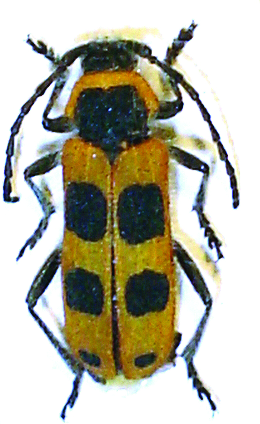 Calchaenesthes sexmaculatus (Reiche, 1861) Nombre común: No existe Tipo: Arthropoda / Clase: Insecta/ Orden: Coleoptera/ Familia: Cerambycidae Categoría UICN para España: VU B2ab(iii); D2 Foto: