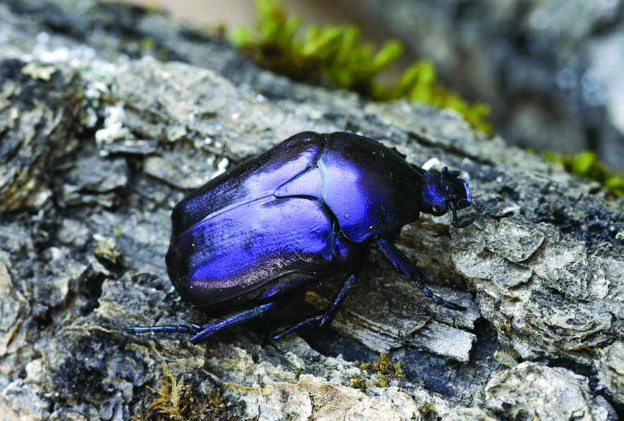 Eupotosia mirifica (Mulsant, 1842) Nombre común: No existe Tipo: Arthropoda / Clase: Insecta / Orden: Coleoptera / Familia: Cetoniidae Categoría UICN para España: VU B1ab(iii); D2 Categoría UICN