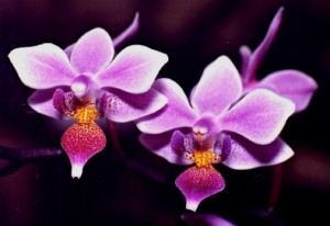 No te confundas, no es que a las orquideas vandas les guste bailar, el problema es que este vaivén les da mayor aireación y seca sus raíces cuando tienen exceso de agua.