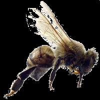 Consumen pan de abejas hasta día 14 de vida.