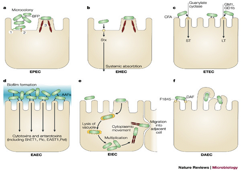Figura 1. Diversos mecanismos de patogenicidad (Fuente: Nature Review.
