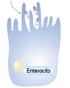 Figura 4. Escherichia coli enteroagregativa Escherichia coli difusamente adherente (ECDA). Esta categoría de E. coli causante de diarrea, es la menos definida.