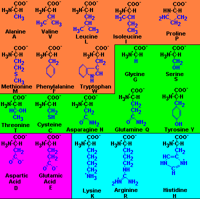 Slide 88 / 139 Aminoácidos Los grupos comunes "amino" (NH3) y "carboxilo" (COOH) están escritos en negro Las cadenas laterales se muestran en azul Los 8 aminoácidos en naranja son no polares e