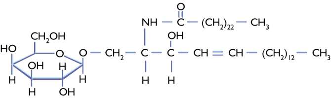 (i) CEREBRÓSIDOS (glucolípidos = esfingoglucolípidos) La ceramida se une a un glúcido, generalmente un monosacárido (glucosa o galactosa).