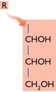 (ii) GANGLIÓSIDOS (glucolípidos = esfingoglucolípidos) La ceramida se une a un oligosacárido ramificado con restos de NANA
