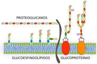 FUNCIONES DE LOS ESFINGOGLUCOLÍPIDOS Forman parte del exterior de la membrana plasmática