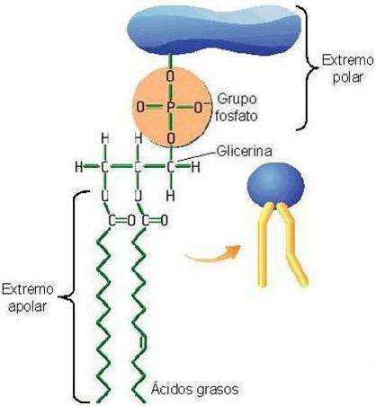 FOSFOLÍPIDOS (GLICEROFOSFOLÍPIDOS = FOSFOGLICÉRIDOS) Por un lado, dos ácidos grasos están unidos al glicerol.